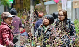 Những ngày cuối năm, chợ hoa Hàng Lược đã trở thành một nét văn hóa không thể thiếu của người dân Hà Thành vào mỗi dịp Tết đến Xuân về.