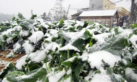 Tuyết rơi dày từ sáng sớm ngày 24/1 đã khiến diện tích hoa màu lớn của người dân Sapa bị ảnh hưởng và có nguy cơ bị hỏng trước khi kịp thu hoạch.