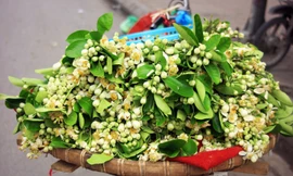 Xốn xang dạo ‘phố hoa bưởi’ giữa Thủ đô
