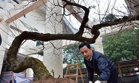 Một cây đào phai hơn 70 năm tuổi cực quý vừa được chở từ Tây Bắc xuống Hà Nội để tham dự hội chợ.