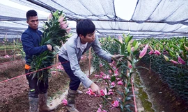 Người dân Tây Tựu 'khóc ròng' vì hoa ly nở trước Tết