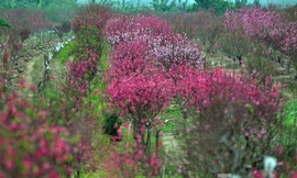 Những vườn đào Nhật Tân bung hoa nở đỏ rực sau Tết. 