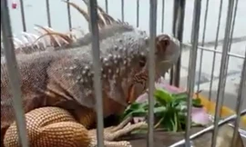 Rồng đất giá nghìn đô ở Hà Nội