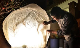 Ông Đức cho biết, những cây đào này được chúm kín nilon và thắp đèn sưởi suốt đêm thúc hoa nở nhanh hơn kịp bán dịp Tết. Ảnh: Thanh Hà.