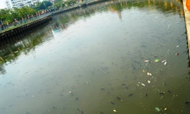 Cá nổi dày đặc trên mặt kênh Nhiêu Lộc – Thị Nghè.