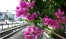 Những ngày tháng 5, khi đi trên các tuyến phố của Hà Nội dễ dàng bắt gặp những giàn hoa giấy nở rực trong gió mùa hè.