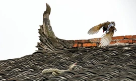 Cuộc chiến ngoạn mục giữ hai "cao thủ" trên mái nhà. Nguồn: Sina