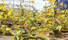 Trước Tết, mai vàng tại Bình Định đã tất bật vào vụ thu hoạch. Chủ vườn vặt hết lá, bán cho thương lái đưa đi khắp các tỉnh thành trong cả nước, phục vụ nhu cầu chơi mai xuân dịp Tết Bính Thân sắp tới.