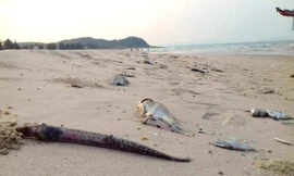 Cá chết trắng biển miền Trung: Hội nghề cá nói gì?