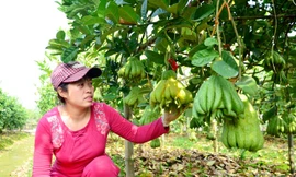 Chị Nguyễn Thị Hoài (37 tuổi, thôn Đông, xã Đắc Sở, huyện Hoài Đức, TP Hà Nội) có hơn 6 sào phật thủ với khoảng 130 cây đã được thương lái đặt mua và đánh dấu từng quả.