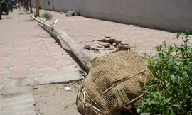 Trước đó, theo phản ánh của người dân khoảng 40 cây xanh trên phố Trần Bình, Nguyễn Hoàng (Hà Nội) bị chết khô, cả đoạn phố dài hơn 100 mét không có bóng mát.