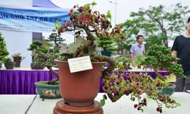 Hàng ngàn cây bonsai đẹp mắt được trưng bày tại Festival Sinh vật cảnh Thủ đô lần I.