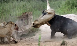 Trâu rừng và sư tử giáp chiến kinh hoàng