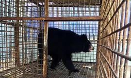 Cá thể gấu cái nặng chừng 170 kg, khoảng 13 tuổi được cứu hộ.