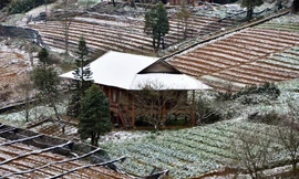 Hoa màu bị băng tuyết bao phủ tại Sapa.