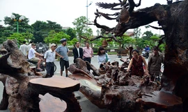 Ngắm bộ bàn ghế gỗ lũa 'siêu độc' giá nửa tỷ đồng