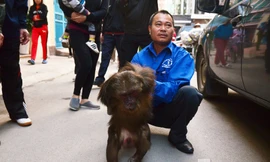 Chiều nay, cơ quan chức năng tiến hành bắn thuốc mê để bắt con khỉ mặt đỏ nặng khoảng 20kg "dạo chơi" trên lan can nhà cao tầng trong Khu đô thị mới Định Công, Hoàng Mai, Hà Nội.