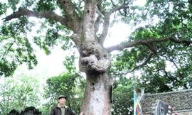 54 cây lim cổ được công nhận di sản Việt Nam