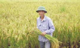 Nông dân sản xuất lúa sẽ được Chính phủ hỗ trợ tiền hàng năm