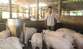 Người nuôi lợn phấn khởi vì bán được giá cao dịp Tết