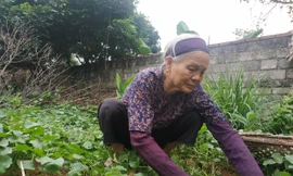 Cụ Nhuận ủng hộ 1 triệu đồng chống dịch COVID - 19 từ tiền bán rau.