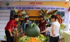 Hội chợ cam, bưởi huyện Lục Ngạn, Bắc Giang