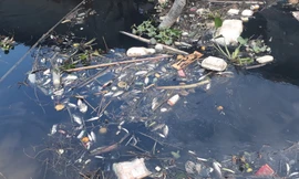 Ô nhiễm nước sông Cầu khiến cá chết 