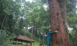 Khu rừng lim ở tỉnh Bắc Giang với nhiều cây lim có tuổi đời hàng trăm năm