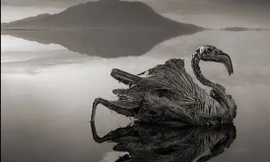 Một con chim bị hóa đá do nước hồ chứa quá nhiều kiềm