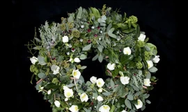 Hoa Giáng sinh gần 100 tỷ đồng