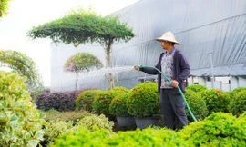 Làng cây cảnh lớn nhất miền Bắc 'làm lại từ đầu' sau bão số 3