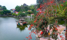 Ngắm hoa gạo đỏ rực bên ngôi chùa nghìn năm tuổi ở Hà Nội
