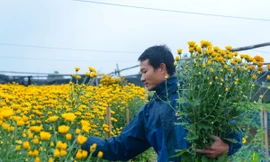 Làng hoa lâu đời nhất miền Bắc tất bật chuẩn bị vào vụ Tết