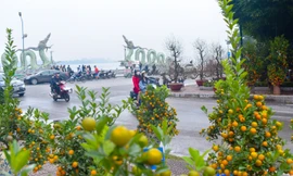 Đào, quất len lỏi xuống phố Hà Nội chào Xuân Giáp Thìn