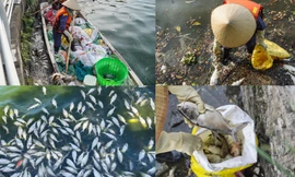 Cá chết hàng loạt ở Hồ Tây, công nhân môi trường nỗ lực dọn dẹp
