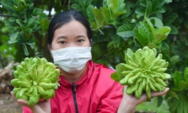 Làng trồng quả 'bàn tay Phật' lớn nhất miền Bắc tất bật vào vụ Tết Giáp Thìn
