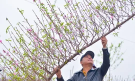 Đào huyền Nhật Tân giá tiền triệu hút khách dịp Tết Giáp Thìn