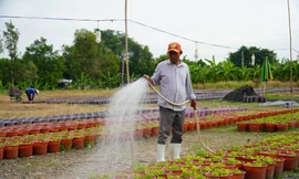 Nhà vườn TPHCM thấp thỏm trước vụ hoa, kiểng Tết Nguyên đán