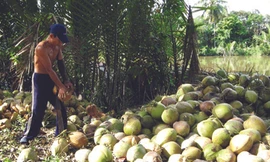 Hái dừa khô ở Tiền Giang