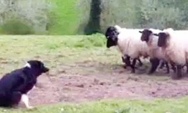 Chó chăn cừu… sợ cừu