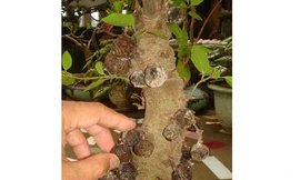 Ham rẻ, mua phải hoa kiểng giả, hoa kiểng 'độ'