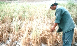 Diện tích đất nông nghiệp hạn hán ở Gia Lai không ngừng gia tăng