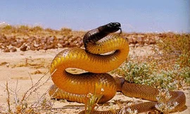 Loài rắn độc nhất thế giới