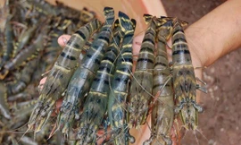 Mỹ công bố thuế 46%, Cà Mau khuyến cáo người nuôi tôm không hốt hoảng 