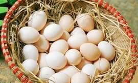 Thực hư thông tin trứng gà ‘lạ’ 