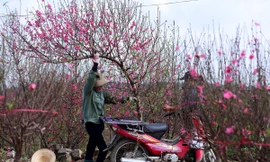 Trình Thủ tướng phương án nghỉ Tết Nguyên đán 2025 liên tiếp 9 ngày 