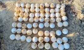 Đã mắt với ổ trứng rùa biển quý hiếm trên Hòn Cau