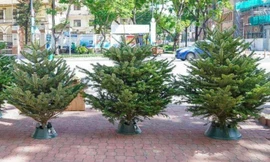 Chi tới 60 triệu đồng mua 'thông đi máy bay' chơi Noel