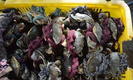 Lên đơn 300 tấn cua đặc sản phục vụ thực khách dự hội tại Cà Mau