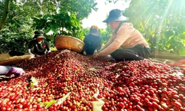 Việt Nam có cà phê đặc sản, giá cao gấp đôi mặt bằng thế giới 
